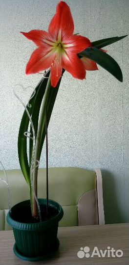 Амариллисы