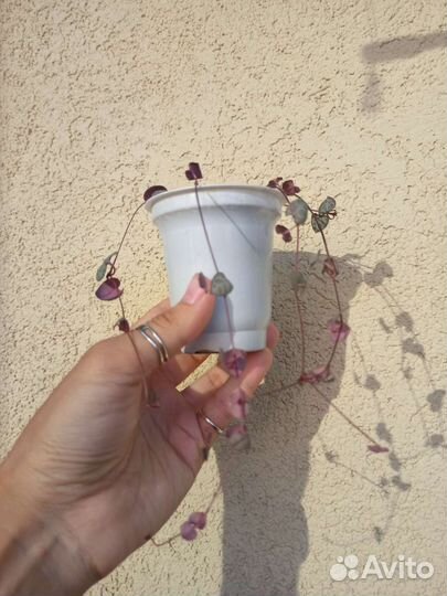 Церопегия вуда