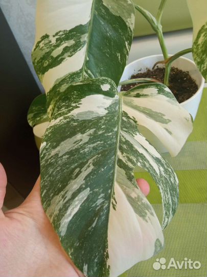 Монстера Альба