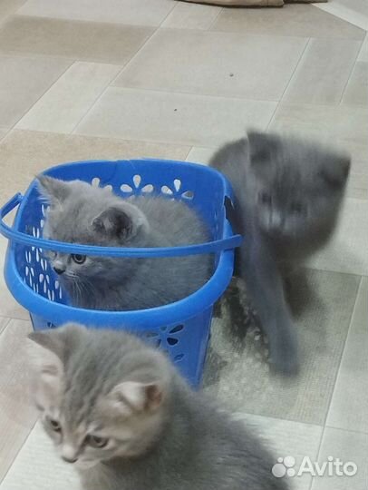 Британские котята бесплатно