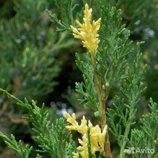 Можжевельник Стрикта Вариегата