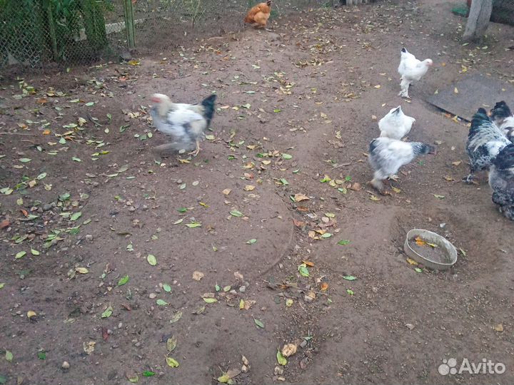 Молодые петухи
