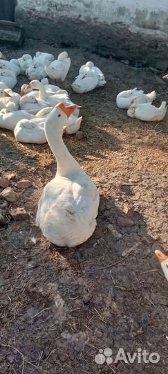 Гуси молодые