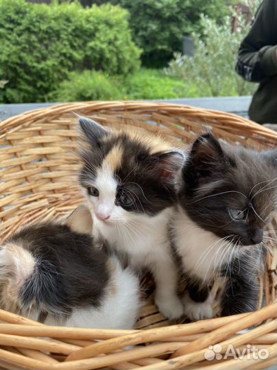 Котята в добрые руки бесплатно