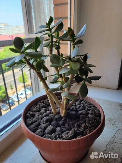 Денежное дерево