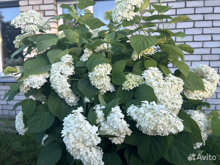 Гортензия саженцы