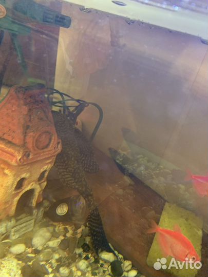 Сомики анциструсы