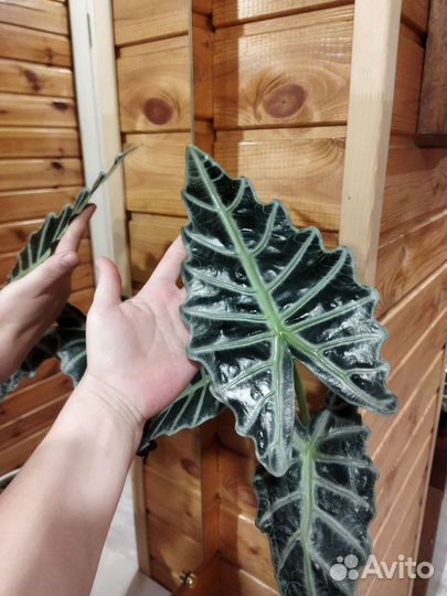 Набор алоказий