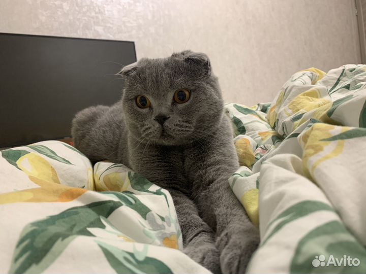 Британец в добрые руки