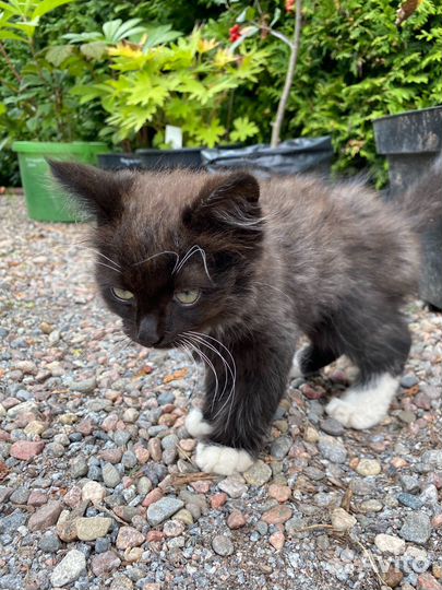 Котеночек в добрые руки