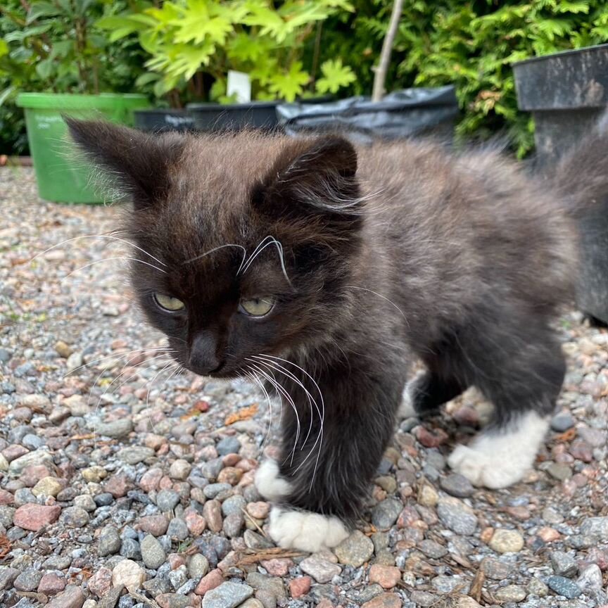 Котеночек в добрые руки