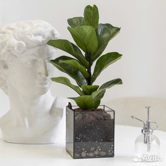 Растение фикус лирата