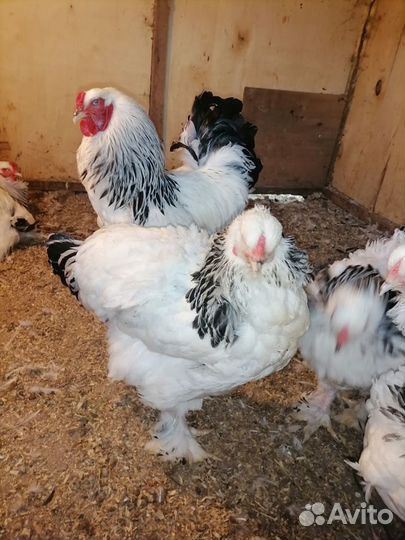 Брама колумбийская