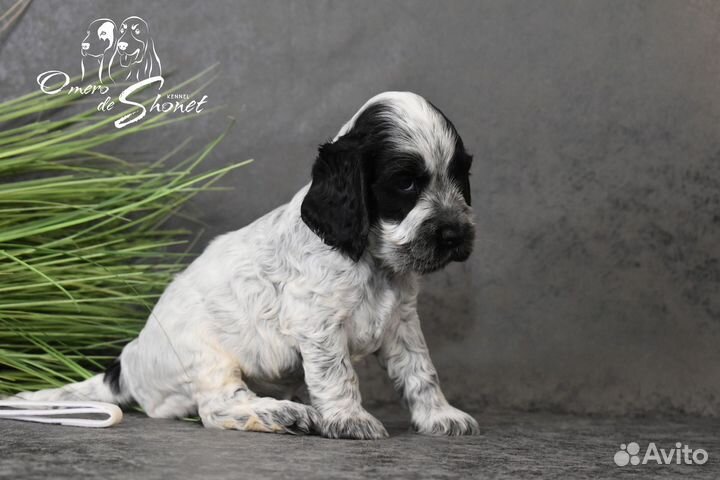 Английский кокер спаниель