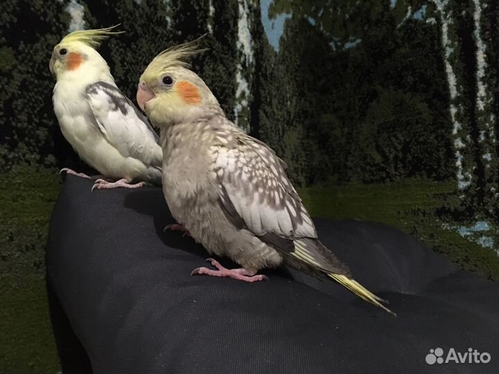 Цыплята суточные домашние, деревенские