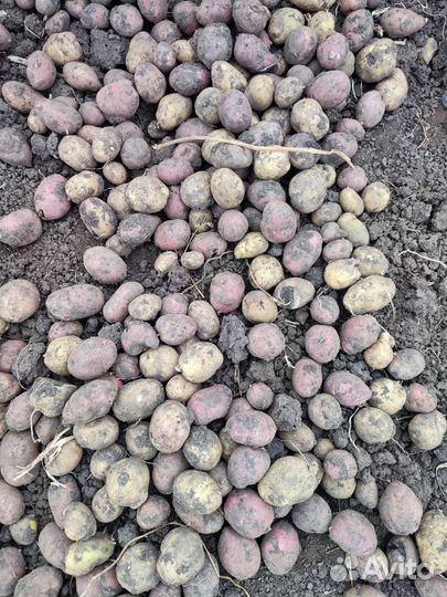 Продам картофель на корм скоту