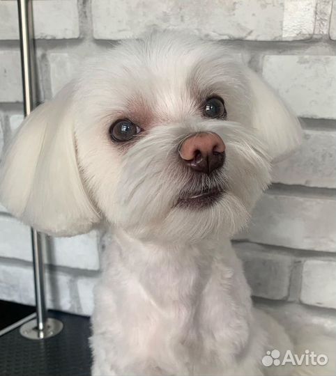 Болонка вязка