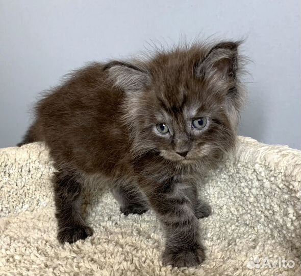 Малыш Мейн Кун