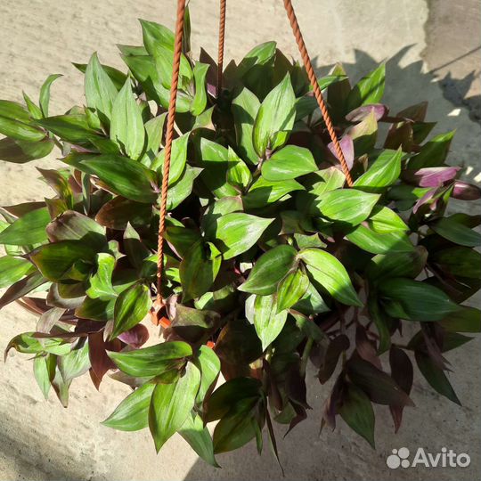 Традесканция