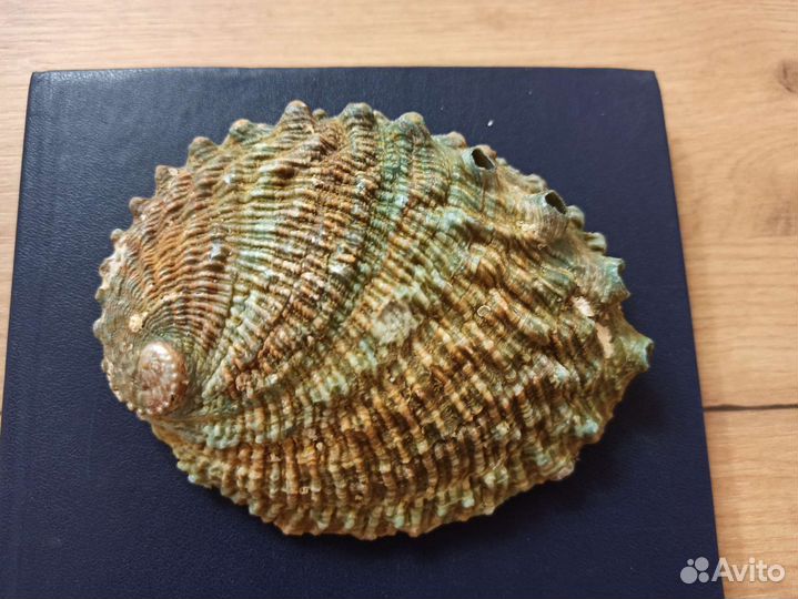 Морская раковина