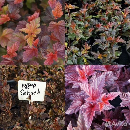 Редкие растения