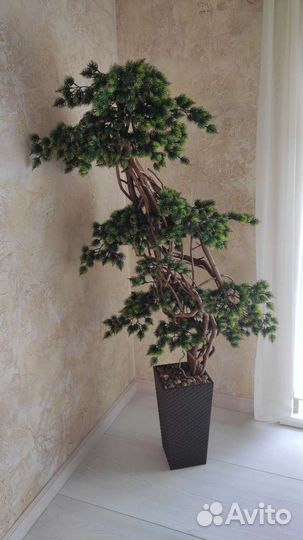 Ель горная под бонсай 1.5м