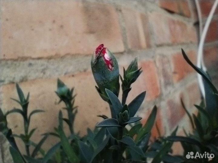 Петуния тайдал