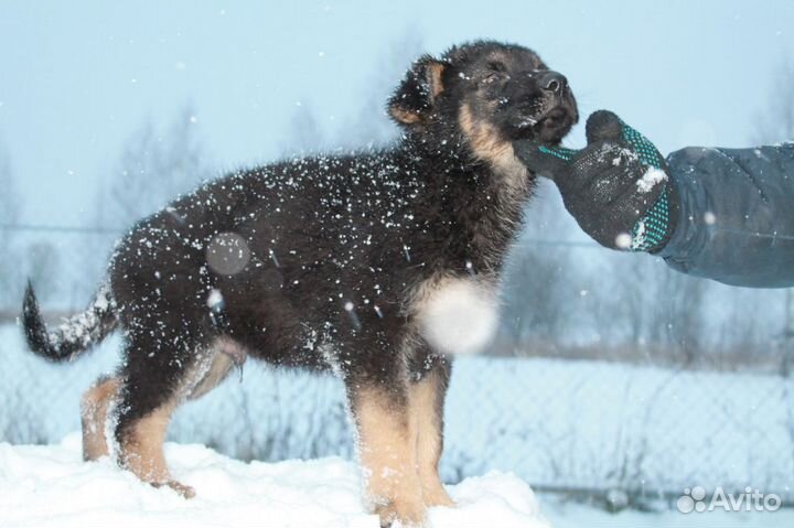 Щенок немецкой овчарки