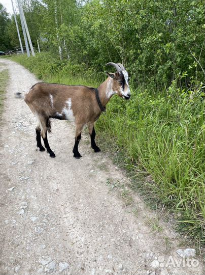 Коза альпийская нубийская