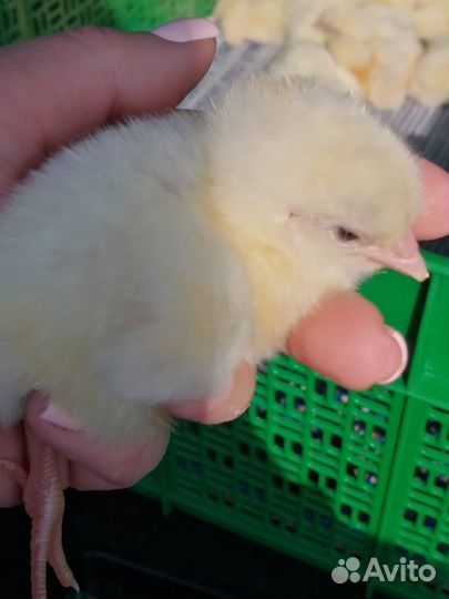 Цыплята Бройлер кобб 700 вывод 1 мая