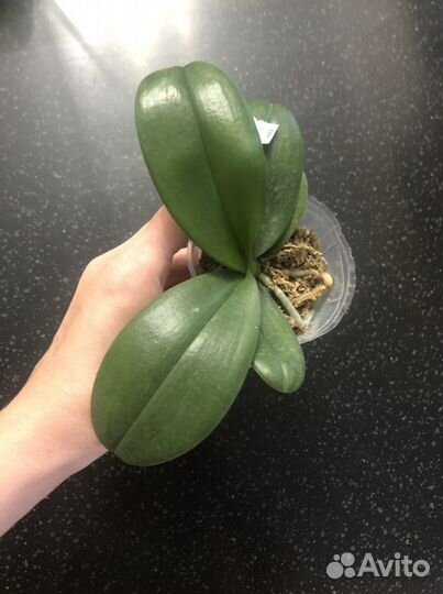 Орхидея фаленопсис