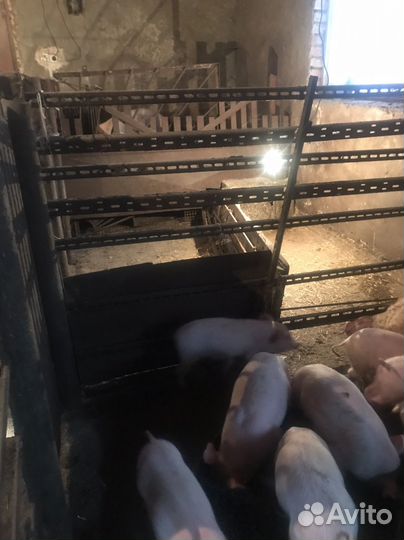 Поросенок ландрас 1 месяц