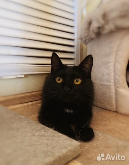 Баффи ищет дом