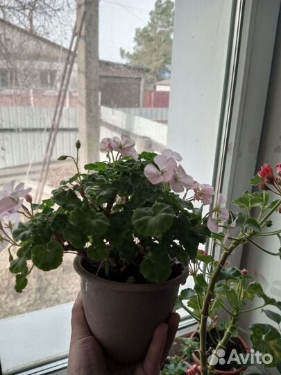 Пеларгония герань