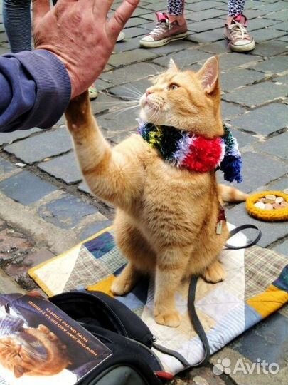 Котики поддержите стерелезацию котеечек