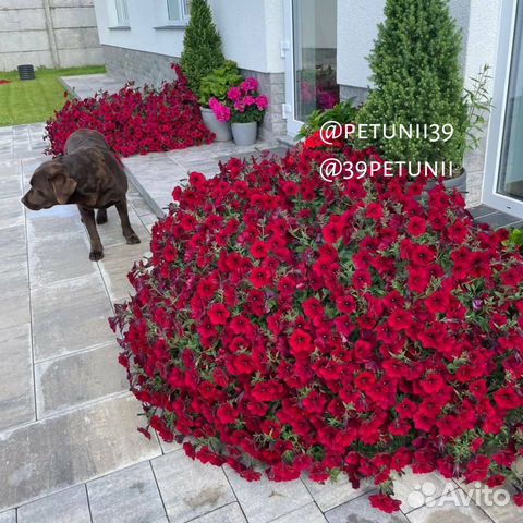 Гигантские петунии