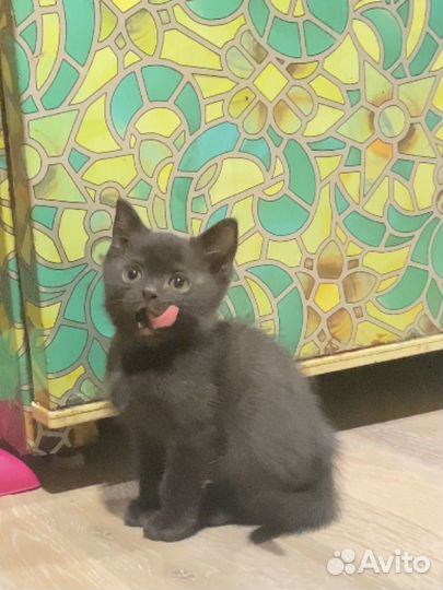 Котенок британец черный