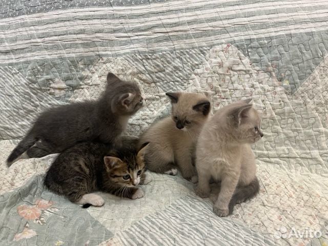 Отдам котят в добрые руки