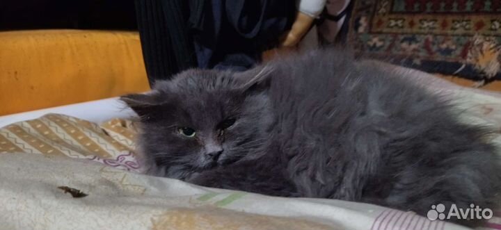 Кошки