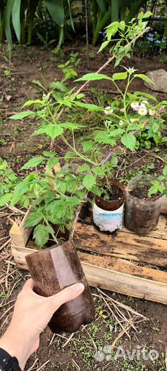 Саженцы ежемалины