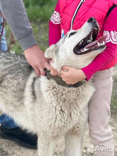 Вязка хаски