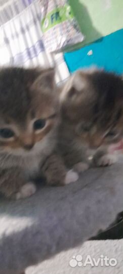 Котята