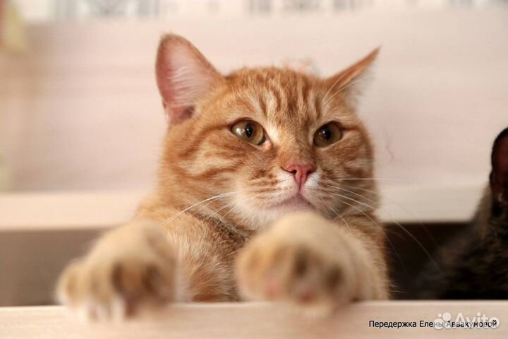 Ищем дом для котика