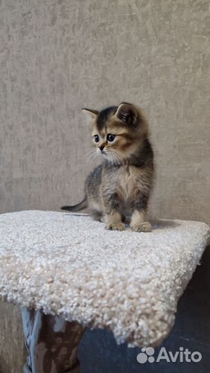 Шотландская