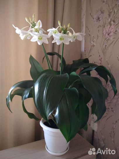 Эухарис амазонская лилия луковицы