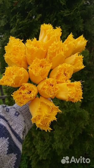 Тюльпаны (луковицы)