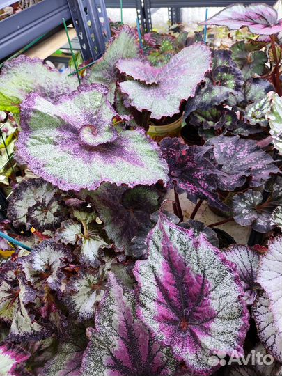 Бегония декоративно лиственная 200сортов, на срез