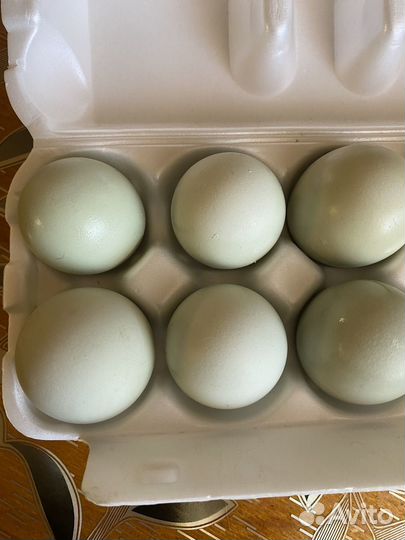 Инкубационное яйцо кур
