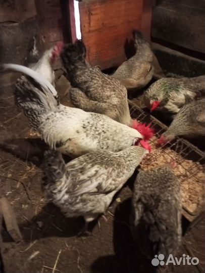 И.я.и цыплята барковская, фавероль,хохлатые,мех.к