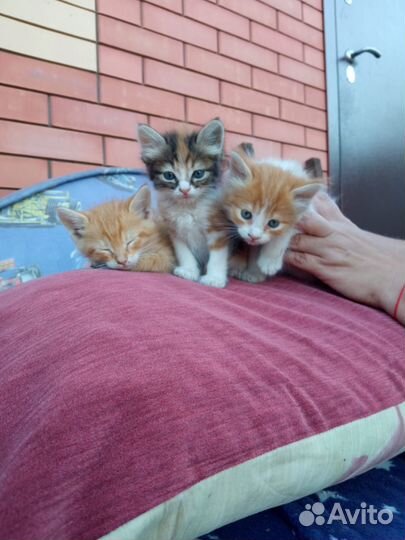 Котята в добрые руки